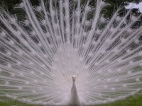 /album/galerie-de-photos-le-lac-majeur-et-la-villa-boromee/italie-208-jpg1/